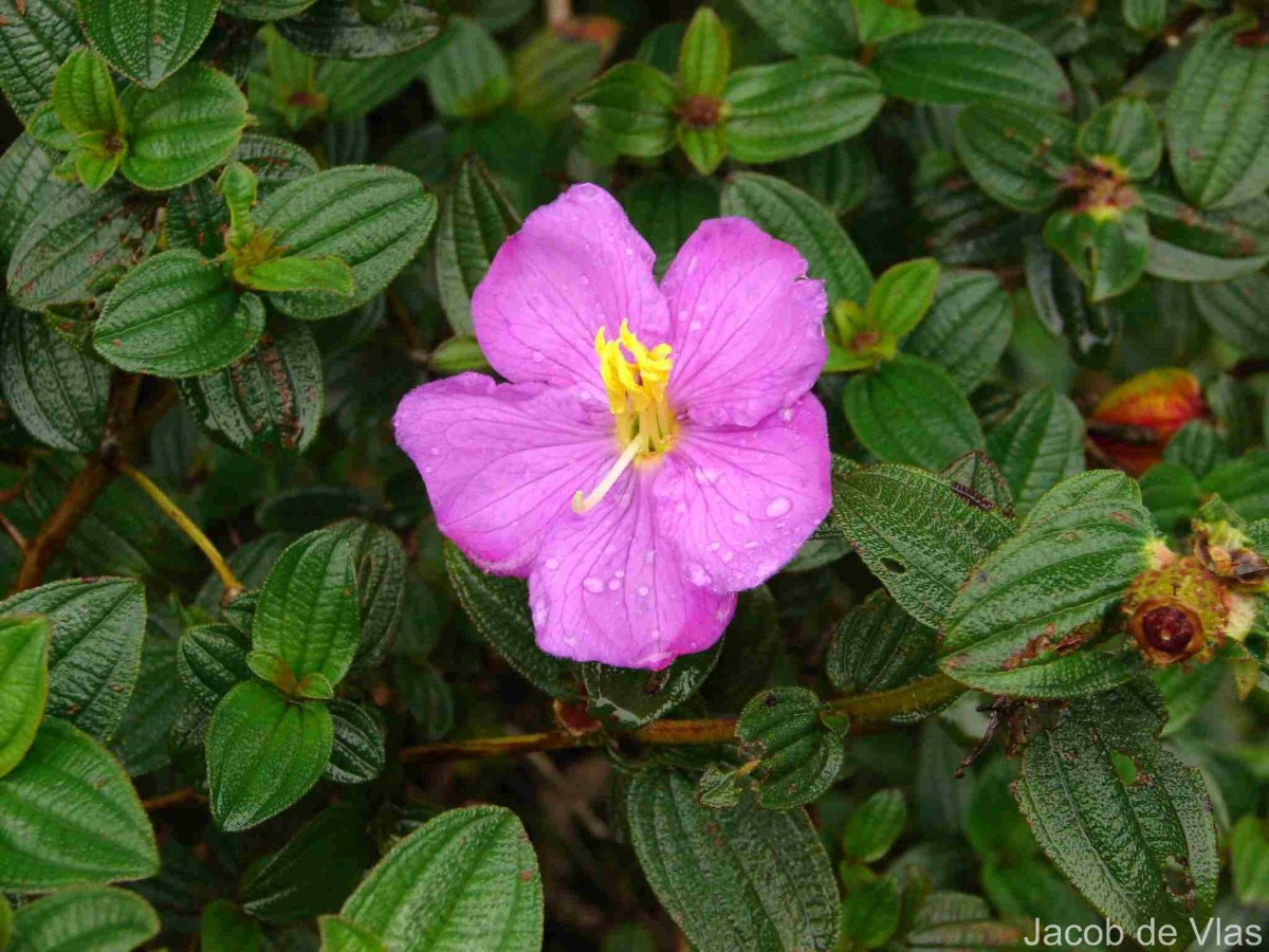 Osbeckia rubicunda Arn.